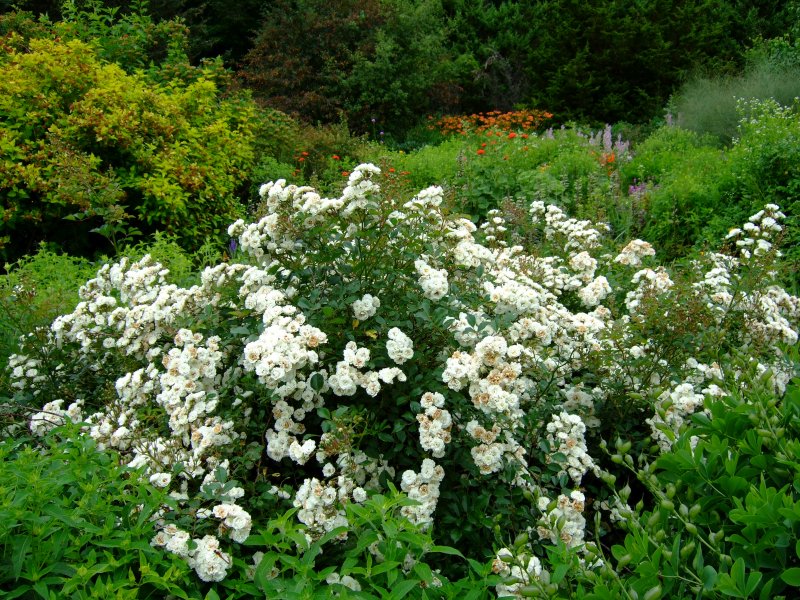 carpet rose