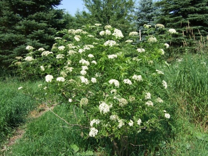 elderberry in puslinch, photo by John R. Clark