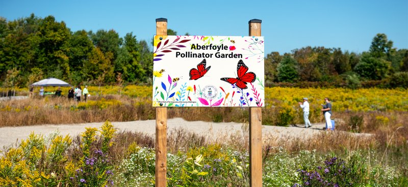 pollinator garden in aberfoyle